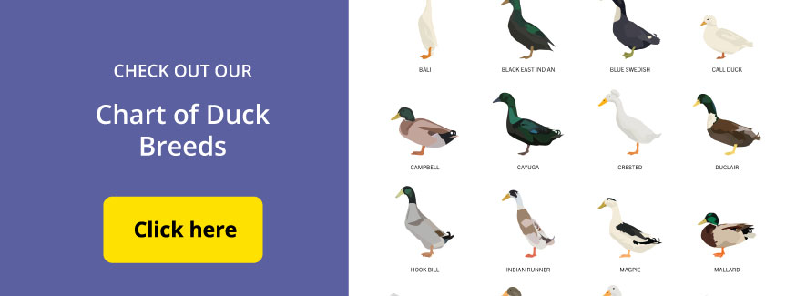 Chart of Duck Breeds