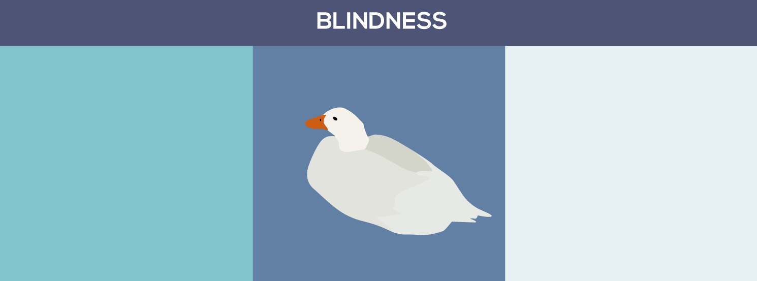 Blindness in Pet Ducks