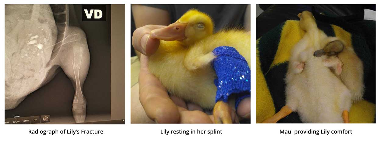 lily in her splint
