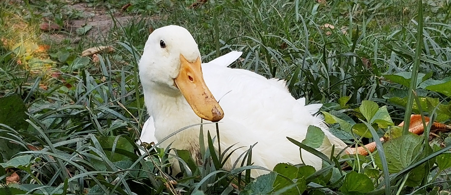 duck relaxing