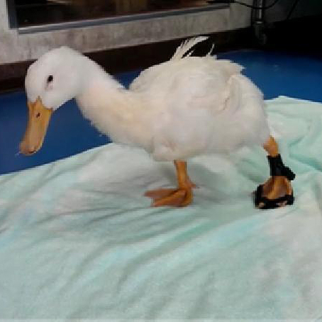 Quack-Quack